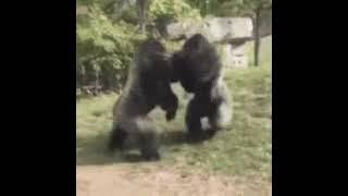 Turbanli mirketin malına sağlam vuran ikiz goriller(sesi fulle inlemeler fena)