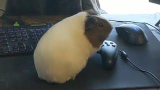 Tiny Guinea Pig Steals My Computer - She Won't Stop Playing Elden Ring!