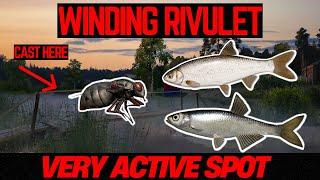 Russian Fishing 4 VERY ACTIVE Dace & Bleak Spot (Winding Rivulet)