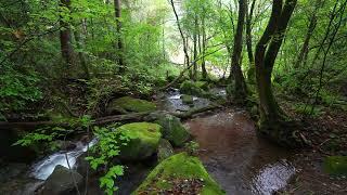 Majestic Forest Sounds, Peaceful Stream, Pleasant Birds Chirping