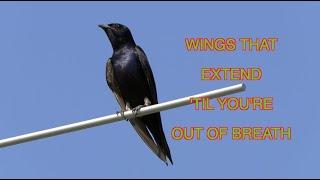 Purple Martins in Action--and Super Slomo [NARRATED]