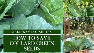 How to Save Collard Green Seeds|Seed Saving Series|Saving Seeds Tips