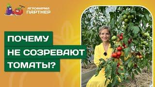 ПОЧЕМУ НЕ СОЗРЕВАЮТ ТОМАТЫ: ПРИЧИНЫ И РЕШЕНИЯ