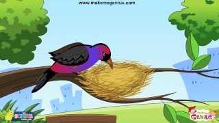 Animals Homes, Birds Nests - for Kids