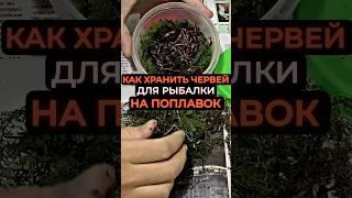 Как хранить червей для рыбалки #карась #рыба #рыбалка