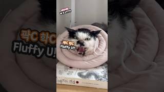 [달달메치]혼돈의 달메 하우스다 -메소 나옴_ Chaos at the Dalme House!