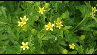 A0128 #젓가락나물(Ranunculus chinensis) [영어명]chinese-buttercup [약효] #간경화증, #고혈압, 진통, 천식, 황달 #미나리아재비과