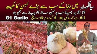 Biggest Garlic of world | G1 Garlic | Ghazi farm Sialkot chawinda