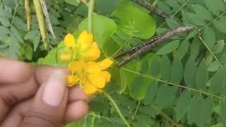 junglee ayurvedic tree. ayurvedic medicine tree full review. junglee medicine tree vlog.