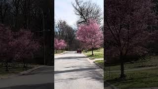 Maryland, Wheaton آمریکا مریلند ویتون