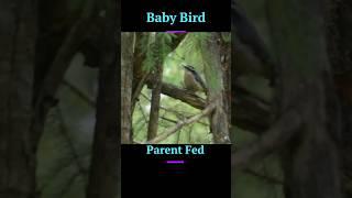 Heart warming moment: Glimpses of Baby Nuthatch being fed by parents