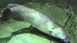 Electric catfish (Malapterurus electricus)