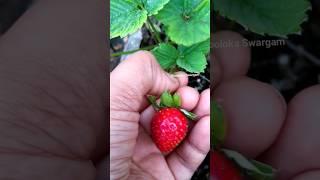 Strawberry's   harvesting in terrace garden #viral#trending#youtubshorts #shortsvideo#cute#harvest