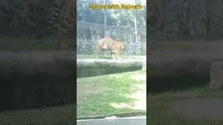 Tiger |shorts|nature|animals|wildanimals|youtubeshortsvideos|naturewithrejinath