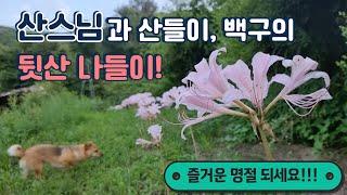 산스님과 산들이, 백구의 뒷산 나들이 / 즐거운 한가위 / 산스님 힐링 영상