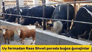 Russ poroda buģoz ģunajinlar+99890.360.87.09+99895.167.70.80  simental buqalar aulikol buqalar