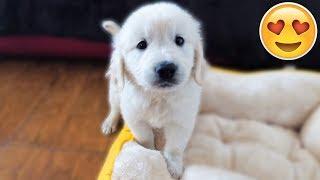 WE GOT A PUPPY! Bailey the 7 Week Old Golden Retriever | First Video