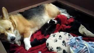 Dunn's Farm Corgi Puppies