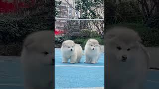 솜뭉치 #shorts #two dog