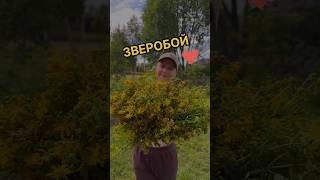 Зверобой ускоряет регенерацию тканей, заживление, рубцевание эрозий и ран. #травы #зверобой #жкт
