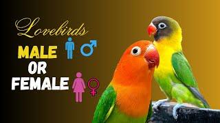 What is the difference between Lovebirds Male and Female