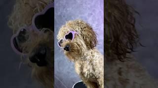 Toy Poodle has its own style. #puppy #funny #vibes