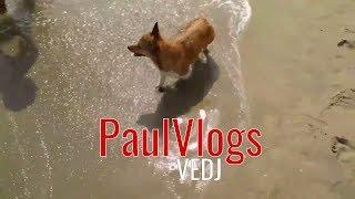 VEDJ July 9 - Police, Surfboard, Huntington Dog Beach #withcaptions @paulidin