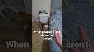 When beagles aren't allowed on the  bed #funnydogs  #funnyvideo #beagle