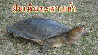 ฝันเห็นตะพาบน้ำ/ดีไหมร้ายไหม/ตะพาบน้ำ เรื่องฝัน&Maya