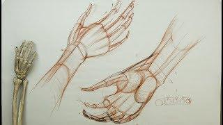 ANATOMY FOR ARTISTS: The Hand Basics-Volumetric form wedging