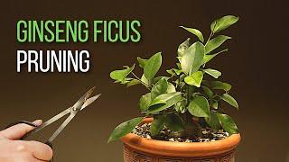 Ginseng Ficus bonsai pruning: A year into the development of my Ficus microcarpa bonsai