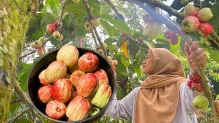 FRESH DARI POKOK TERUS DIMASAK , MENU ORANG LAMA  || Sedap cukup rasa ..