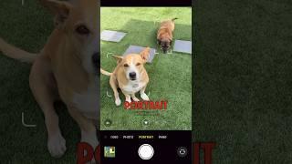 How to take professional iPhone Pet Photos! #iphone #iphonephotography