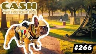 French Bulldog daily walking CASH ARCHIVALDO Soldado Belicon soldier special forces #266