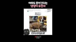 아무도 못이긴다는 댕댕이 유전지? 