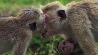 Baby Macaque Bullied | BBC Earth