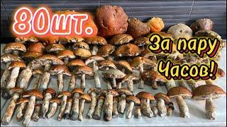 Грибная поездка по Осиновым Рощам! 2024. #грибы #грибник #mushroom #подосиновики