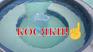 СМОТРЕТЬ ДО КОНЦА КОСЯКИ КИРПИЧЕЙ КАК КИРПИЧ ТВ ПРИНИМАЕТ РАБОТУ У МОНТАЖНИКОВ