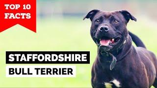 Staffordshire Bull Terrier - Top 10 Facts [Staffy]