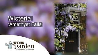 Amethyst Wisteria with Peter McDermott