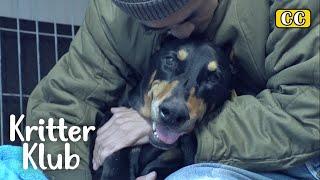 Heartbreaking Update On Bell, Adorable Pet Dog Of Bae Jung-Nam (Part 1) l Kritter Klub