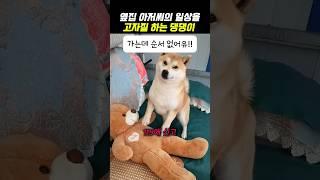 옆집 아저씨의 일상을 고자질 하는 댕댕이