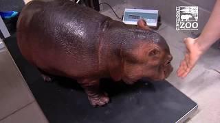 Baby Hippo Fiona Turns 1 - First Year Highlights - Cincinnati Zoo