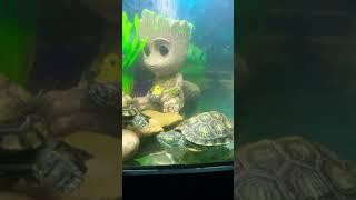 #turtle care red eared slider #red eared slider turtle