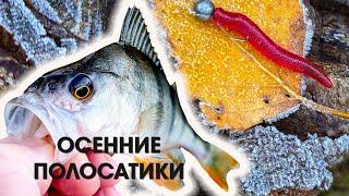 Мормышинг. Осенние полосатики.