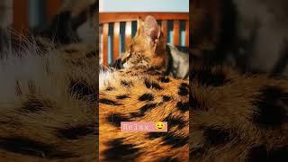 African Serval