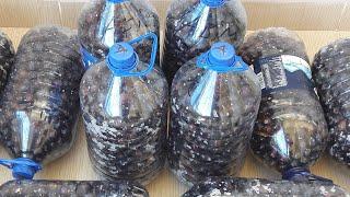 HOW TO MAKE BLACK OLIVES AT HOME / GEMLIK BRINE 