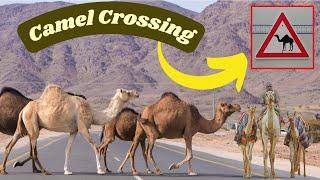 Camel Crossing Saudi Arabia | Arabia Camel Crossing the Road Highway | Adnan Sukhera Vlogs