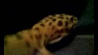 My Leopard Gecko Rex