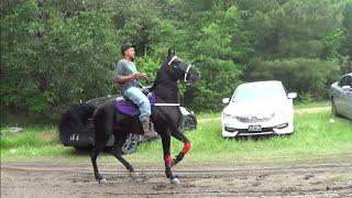 High Stepping Tennessee Walking Horses of Texas